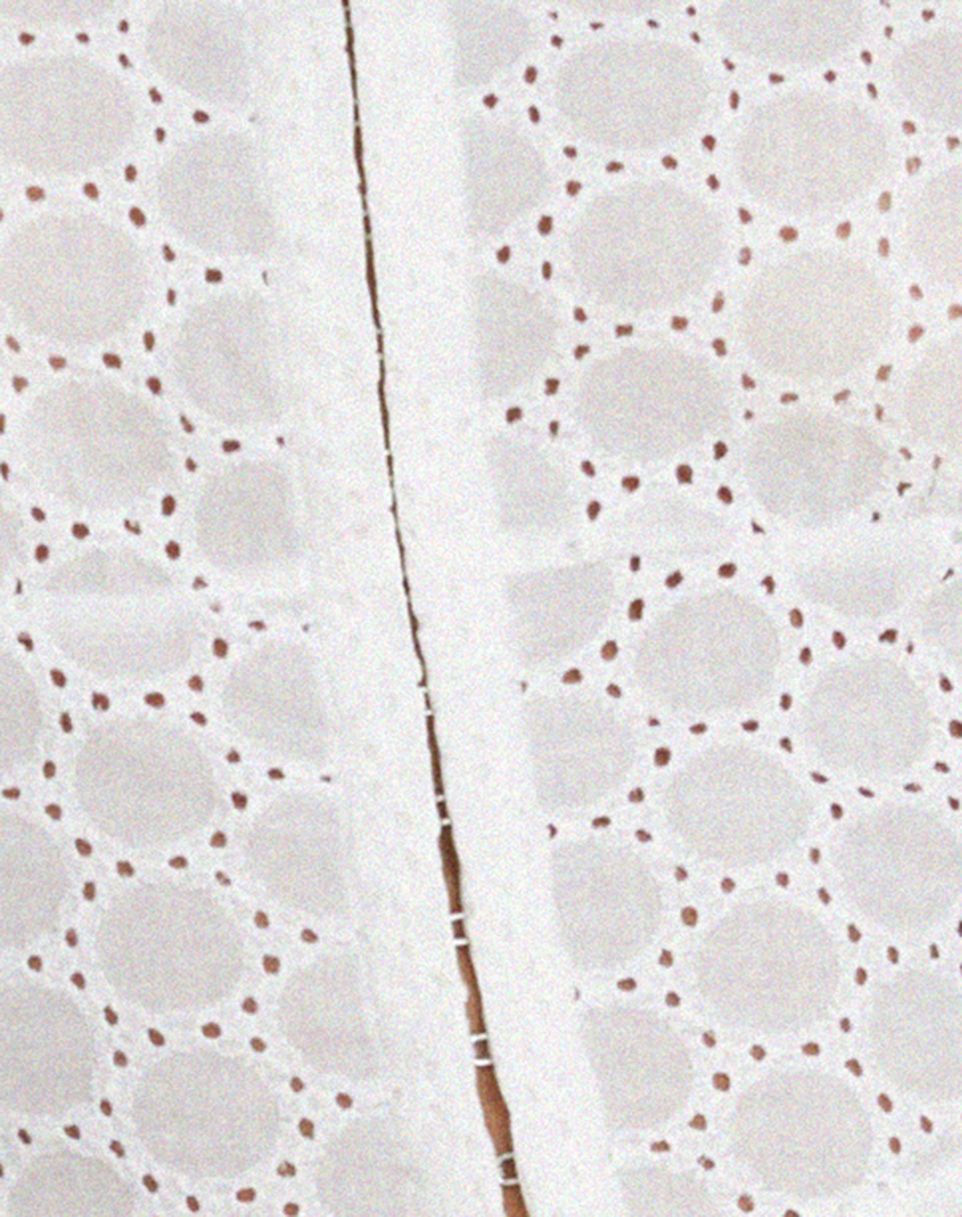 Elcika Corset Top in White - Image 8